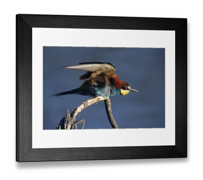 Framed Print : European bee-eater (Merops apiaster) perched on branch along the Rhone river hunting insects, Camargue, France