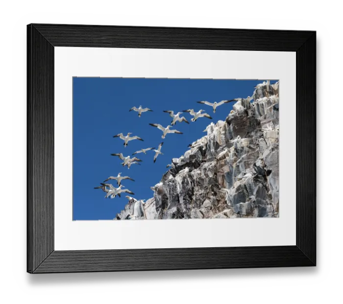 Framed Print : Northern gannets (Morus bassanus) hovering in strong wind at nesting colony, Bass Rock, Lothian, Scotland, UK. May Framed Print : Northern gannets (Morus bassanus) hovering in strong wind at nesting colony, Bass Rock, Lothian, Scotland, UK. May