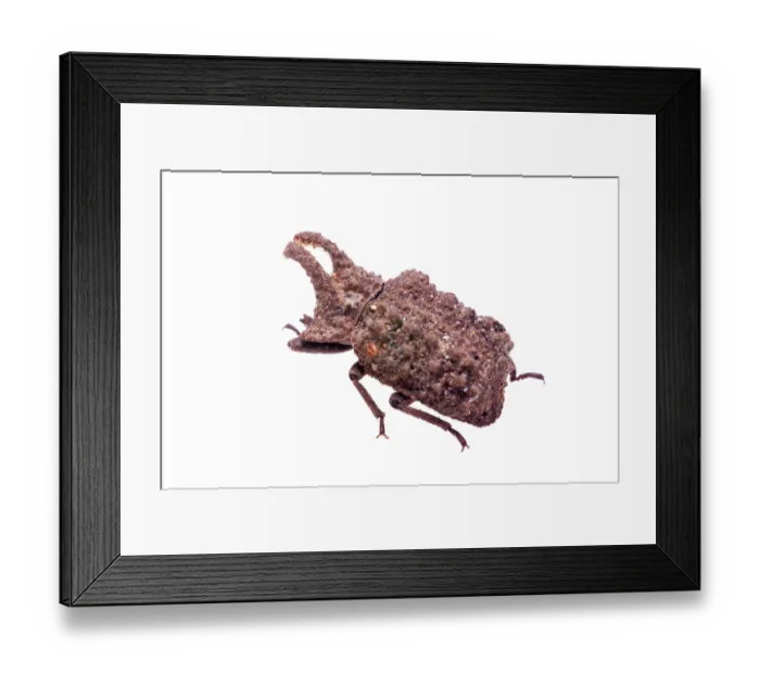Framed Print : Forked fungus beetle (Bolitotherus cornutus) portrait, Angelina National Forest, Jasper County, Texas, USA. May Framed Print : Forked fungus beetle (Bolitotherus cornutus) portrait, Angelina National Forest, Jasper County, Texas, USA. May