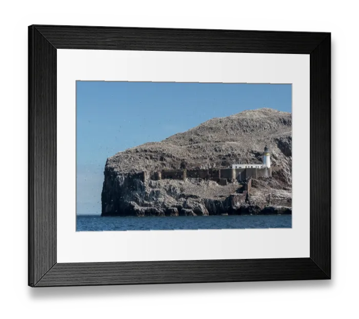 Framed Print : Northern gannets (Morus bassanus) in flight over lighthouse at nesting colony on Bass Rock, Lothian, Scotland, UK. May Framed Print : Northern gannets (Morus bassanus) in flight over lighthouse at nesting colony on Bass Rock, Lothian, Scotland, UK. May