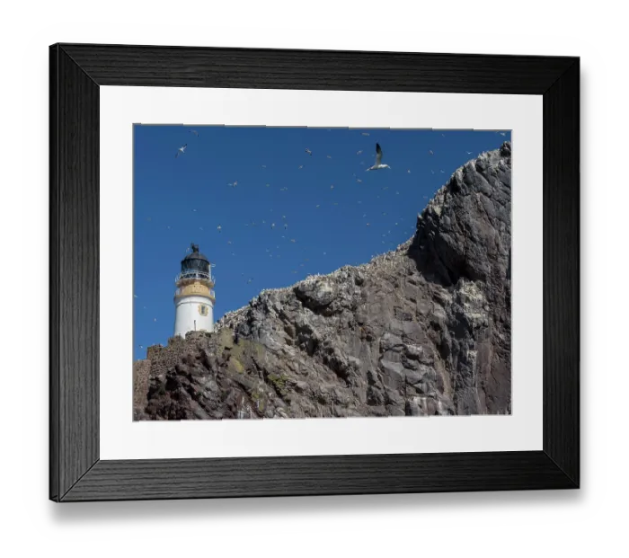 Framed Print : Northern gannets (Morus bassanus) in flight over lighthouse at nesting colony on Bass Rock, Lothian, Scotland, UK. May Framed Print : Northern gannets (Morus bassanus) in flight over lighthouse at nesting colony on Bass Rock, Lothian, Scotland, UK. May