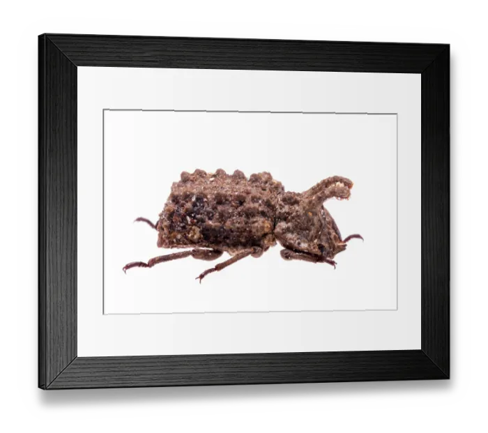 Framed Print : Forked fungus beetle (Bolitotherus cornutus) portrait, Angelina National Forest, Jasper County, Texas, USA. May Framed Print : Forked fungus beetle (Bolitotherus cornutus) portrait, Angelina National Forest, Jasper County, Texas, USA. May