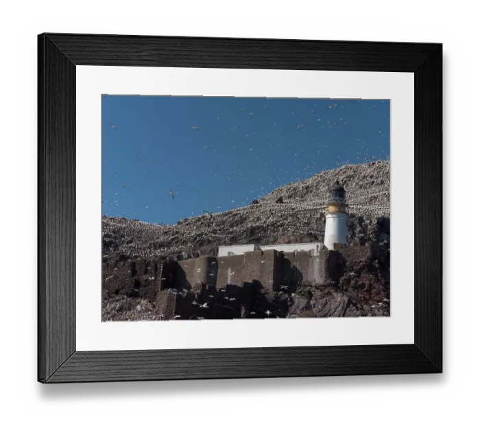 Framed Print : Northern gannets (Morus bassanus) in flight over lighthouse at nesting colony on Bass Rock, Lothian, Scotland, UK. May Framed Print : Northern gannets (Morus bassanus) in flight over lighthouse at nesting colony on Bass Rock, Lothian, Scotland, UK. May