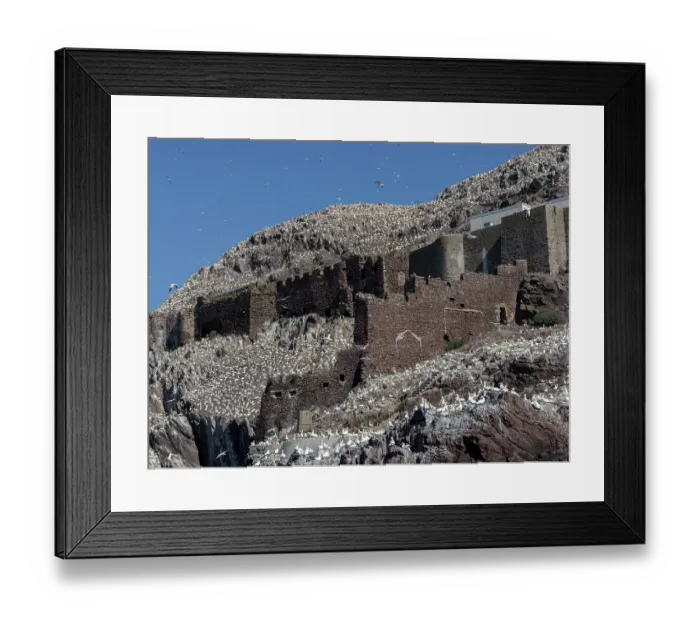 Framed Print : Northern gannets (Morus bassanus) nesting colony on Bass Rock, Lothian, Scotland, UK. May Framed Print : Northern gannets (Morus bassanus) nesting colony on Bass Rock, Lothian, Scotland, UK. May
