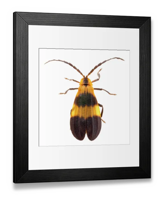 Framed Print : Banded net-wing (Calopteron reticulatum) portrait, Lamar County, Texas, USA. June Framed Print : Banded net-wing (Calopteron reticulatum) portrait, Lamar County, Texas, USA. June