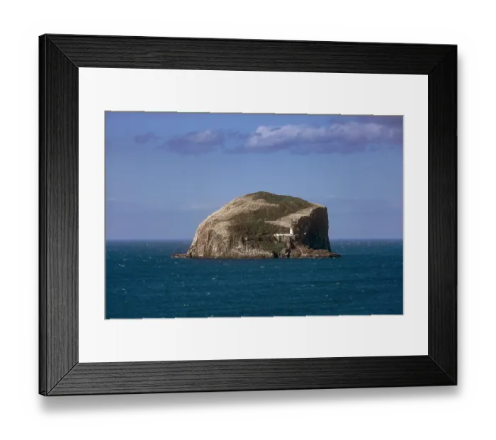 Framed Print : Northern gannets (Morus bassanus) nesting colony on Bass Rock, Firth of Forth, Lothian, Scotland, UK. July Framed Print : Northern gannets (Morus bassanus) nesting colony on Bass Rock, Firth of Forth, Lothian, Scotland, UK. July