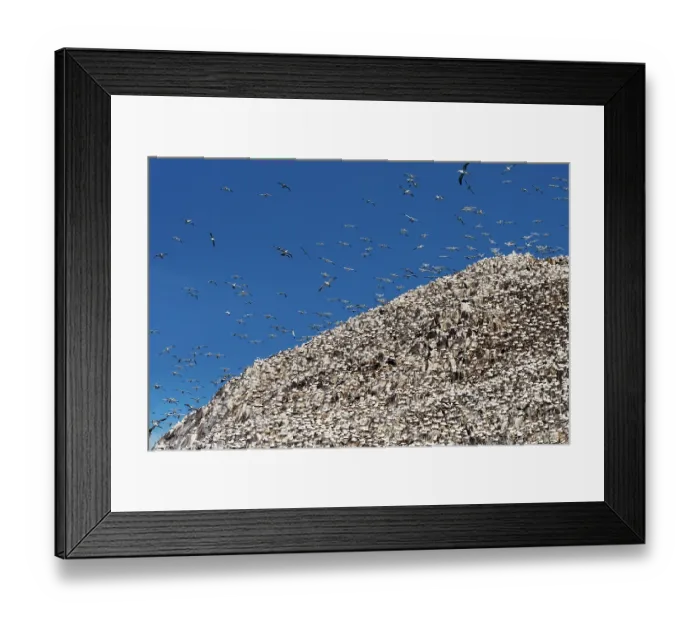 Framed Print : Northern gannets (Morus bassanus) nesting colony at Bass Rock, Lothian, Scotland, UK. May Framed Print : Northern gannets (Morus bassanus) nesting colony at Bass Rock, Lothian, Scotland, UK. May