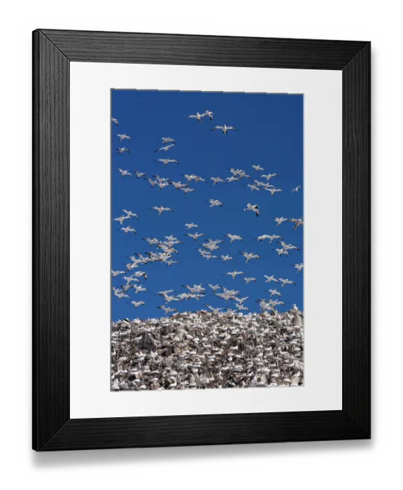 Framed Print : Northern gannets (Morus bassanus) nesting colony in flight, Bass Rock, Lothian, Scotland, UK. May Framed Print : Northern gannets (Morus bassanus) nesting colony in flight, Bass Rock, Lothian, Scotland, UK. May