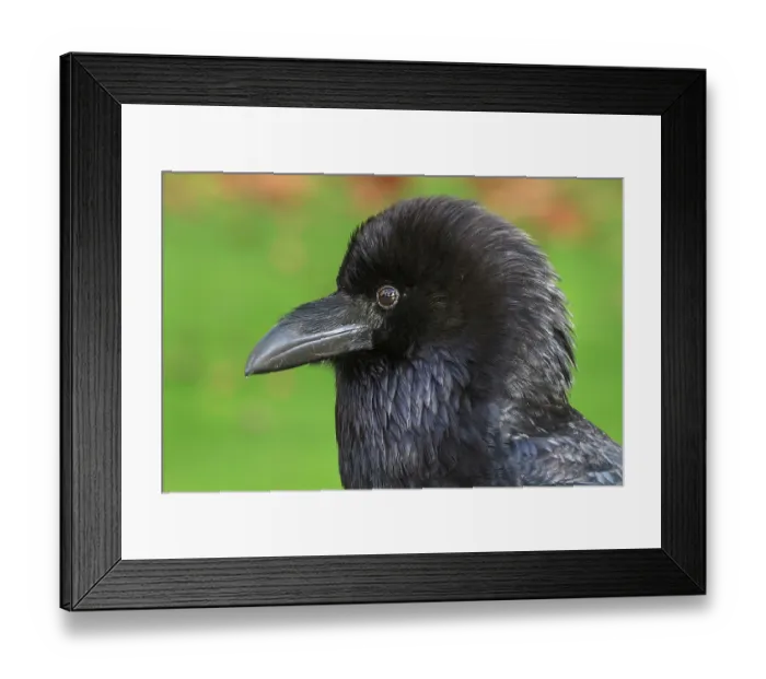 Framed Print : Raven (Corvus corax) head portrait, The Tower of London, London, England, UK. October Framed Print : Raven (Corvus corax) head portrait, The Tower of London, London, England, UK. October