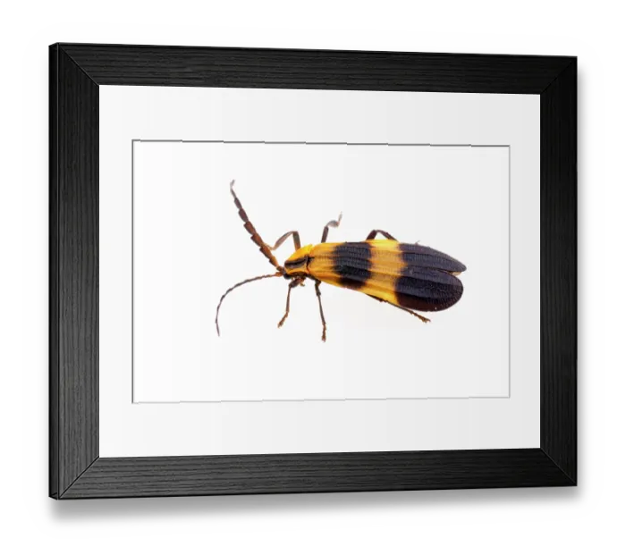 Framed Print : Banded net-wing (Calopteron reticulatum) portrait, Lamar County, Texas, USA. June Framed Print : Banded net-wing (Calopteron reticulatum) portrait, Lamar County, Texas, USA. June