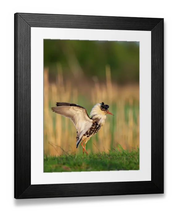 Framed Print : Ruff (Calidris pugnax) male, displaying at the lekking arena in wetland, Liminganlahti Bay, Liminka, Finland. May Framed Print : Ruff (Calidris pugnax) male, displaying at the lekking arena in wetland, Liminganlahti Bay, Liminka, Finland. May