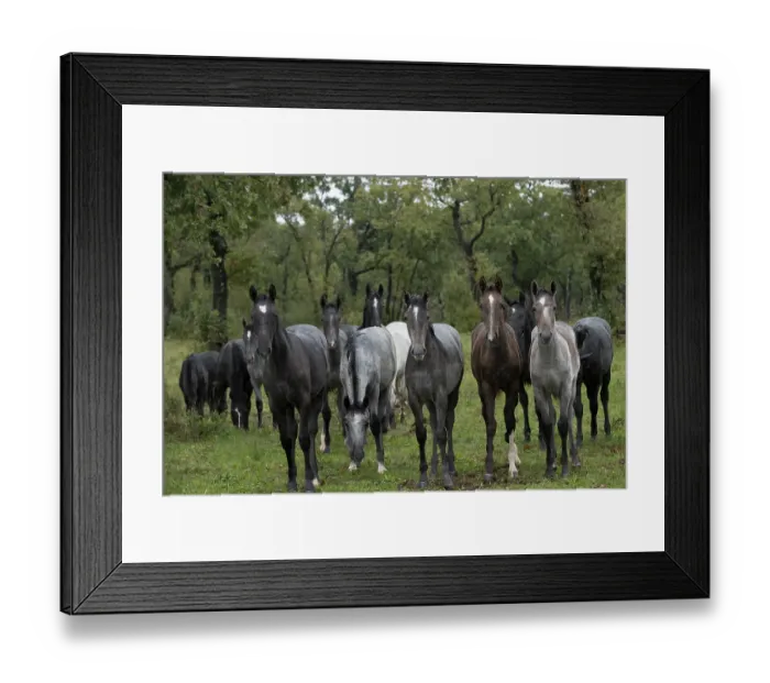 Framed Print : Herd of Lipizzan foals standing in the rain, Lipica Stud farm, UNESCO World Heritage Site, Karst Region, Slovenia. October Framed Print : Herd of Lipizzan foals standing in the rain, Lipica Stud farm, UNESCO World Heritage Site, Karst Region, Slovenia. October