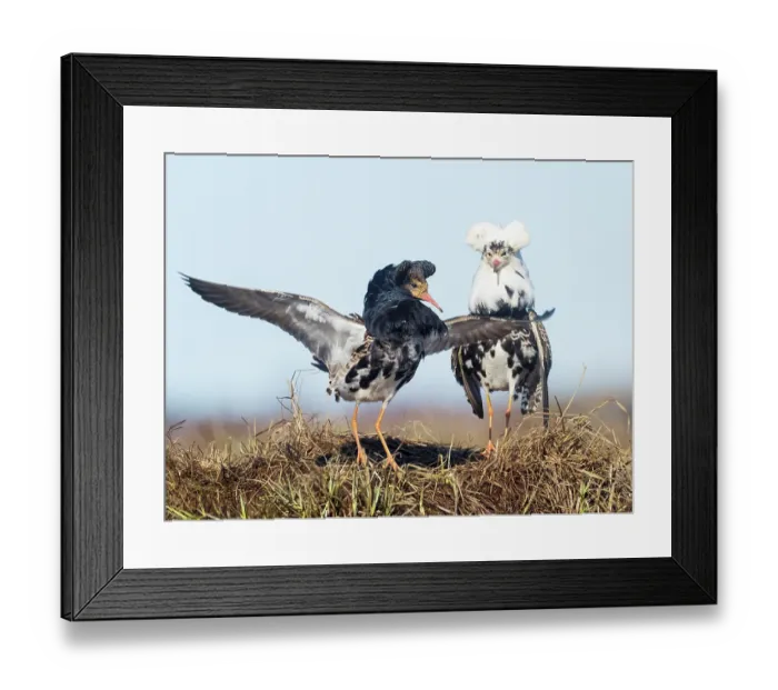 Framed Print : Two Ruffs (Calidris pugnax) male, displaying at the lek on the shore of the feeding pool, Liminganlahti Bay, Liminka, Finland. May
