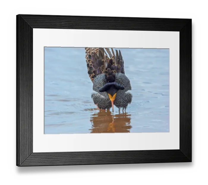 Framed Print : Ruff (Calidris pugnax) male, displaying in feeding pool at the shore in wetland, Liminganlahti Bay, Liminka, Finland. May Framed Print : Ruff (Calidris pugnax) male, displaying in feeding pool at the shore in wetland, Liminganlahti Bay, Liminka, Finland. May