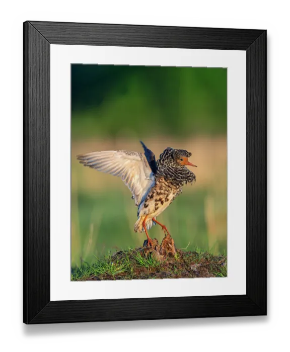 Framed Print : Ruff (Calidris pugnax) male, displaying at the lekking arena in wetland, Liminganlahti Bay, Liminka, Finland. May Framed Print : Ruff (Calidris pugnax) male, displaying at the lekking arena in wetland, Liminganlahti Bay, Liminka, Finland. May