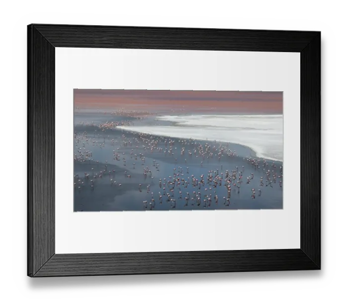 Framed Print : Andean flamingos (Phoenicoparrus andinus) huge flock congregating at Laguna Colorada, Eduardo Avaroa Andean Fauna National Reserve, Bolivia Framed Print : Andean flamingos (Phoenicoparrus andinus) huge flock congregating at Laguna Colorada, Eduardo Avaroa Andean Fauna National Reserve, Bolivia