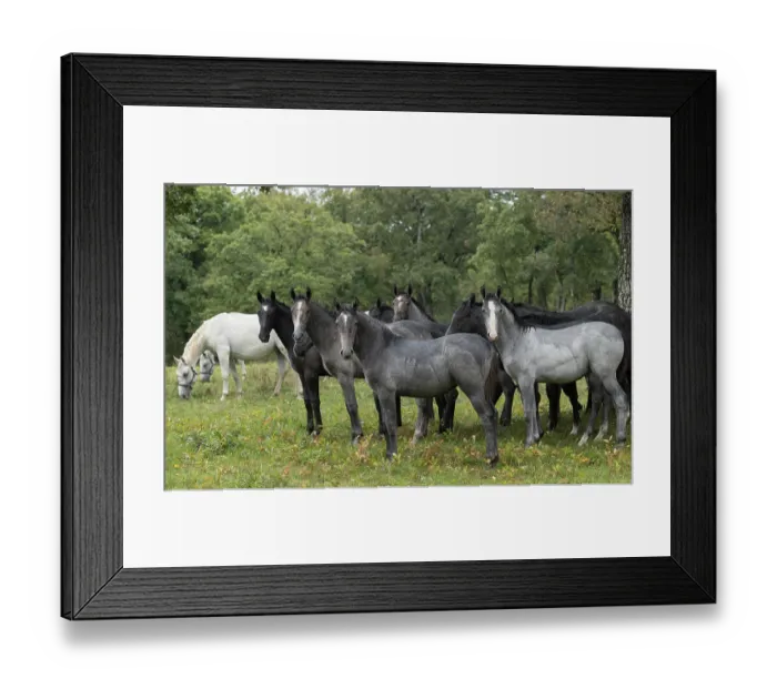 Framed Print : Herd of Lipizzan foals standing in the rain in front of the mares, Lipica Stud farm, UNESCO World Heritage Site, Karst Region, Slovenia. October Framed Print : Herd of Lipizzan foals standing in the rain in front of the mares, Lipica Stud farm, UNESCO World Heritage Site, Karst Region, Slovenia. October
