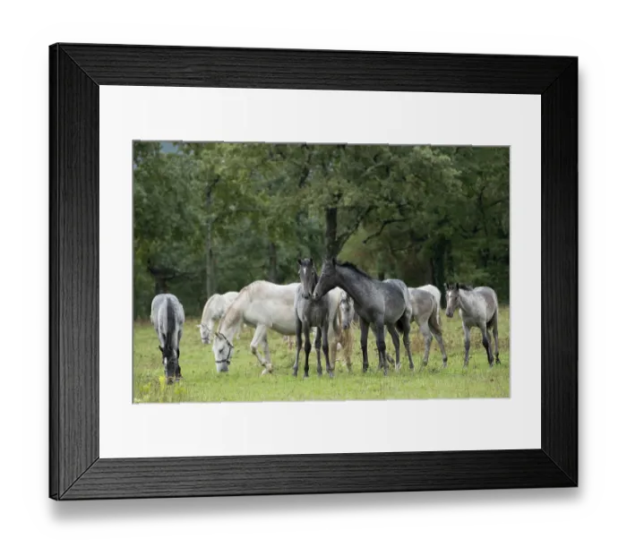 Framed Print : Two Lipizzan foals standing in front of herd, Lipica Stud farm, UNESCO World Heritage Site, Karst Region, Slovenia. October Framed Print : Two Lipizzan foals standing in front of herd, Lipica Stud farm, UNESCO World Heritage Site, Karst Region, Slovenia. October