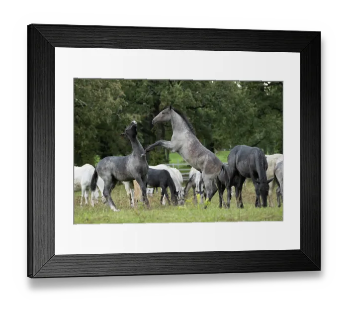 Framed Print : Two Lipizzan foals, play fighting in front of the herd, Lipica Stud farm, UNESCO World Heritage Site, Karst Region, Slovenia. October Framed Print : Two Lipizzan foals, play fighting in front of the herd, Lipica Stud farm, UNESCO World Heritage Site, Karst Region, Slovenia. October