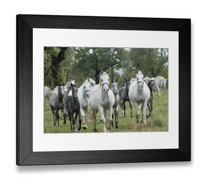 Framed Print : Herd of Lipizzan mares and foals, running in the rain, Lipica Stud farm, UNESCO World Heritage Site, Karst Region, Slovenia. October Framed Print : Herd of Lipizzan mares and foals, running in the rain, Lipica Stud farm, UNESCO World Heritage Site, Karst Region, Slovenia. October