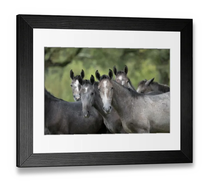 Framed Print : Herd of Lipizzan foals standing in the rain, Lipica Stud farm, UNESCO World Heritage Site, Karst Region, Slovenia. October Framed Print : Herd of Lipizzan foals standing in the rain, Lipica Stud farm, UNESCO World Heritage Site, Karst Region, Slovenia. October
