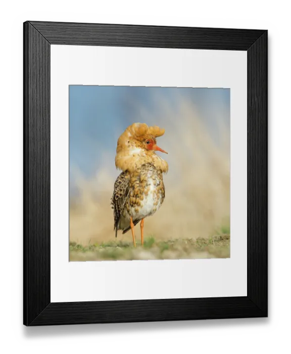 Framed Print : Ruff (Calidris pugnax) male, posing at the lekking arena, Liminganlahti Bay, Liminka, Finland. May Framed Print : Ruff (Calidris pugnax) male, posing at the lekking arena, Liminganlahti Bay, Liminka, Finland. May