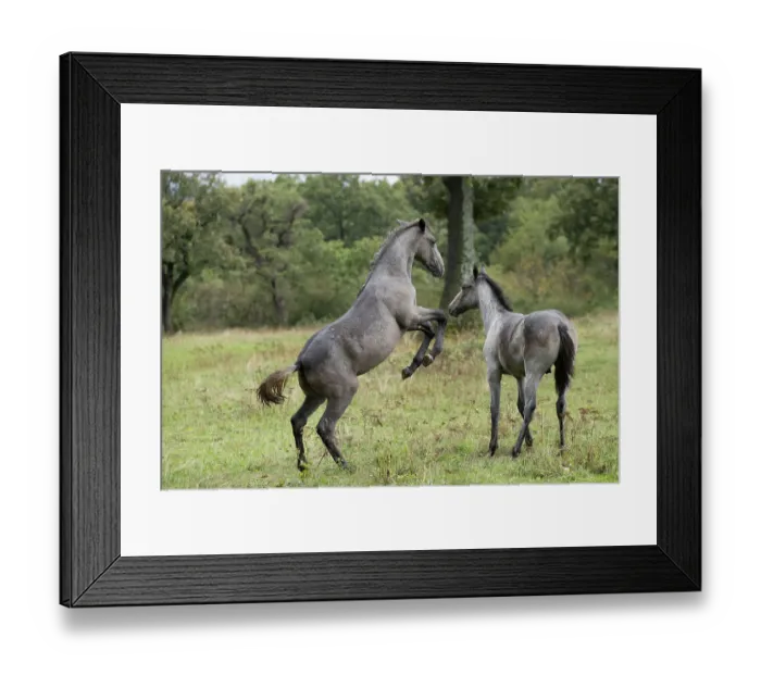 Framed Print : Two Lipizzan foals play fighting in the rain, Lipica Stud farm, UNESCO World Heritage Site, Karst Region, Slovenia. October Framed Print : Two Lipizzan foals play fighting in the rain, Lipica Stud farm, UNESCO World Heritage Site, Karst Region, Slovenia. October