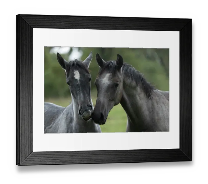 Framed Print : Two Lipizzan foals in the rain, portrait, Lipica Stud farm, UNESCO World Heritage Site, Karst Region, Slovenia. October Framed Print : Two Lipizzan foals in the rain, portrait, Lipica Stud farm, UNESCO World Heritage Site, Karst Region, Slovenia. October
