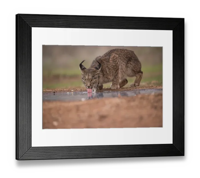 Framed Print : Iberian lynx (Lynx pardinus) female, aged four years, drinking at dusk, Castilla La Mancha, Spain. December Framed Print : Iberian lynx (Lynx pardinus) female, aged four years, drinking at dusk, Castilla La Mancha, Spain. December