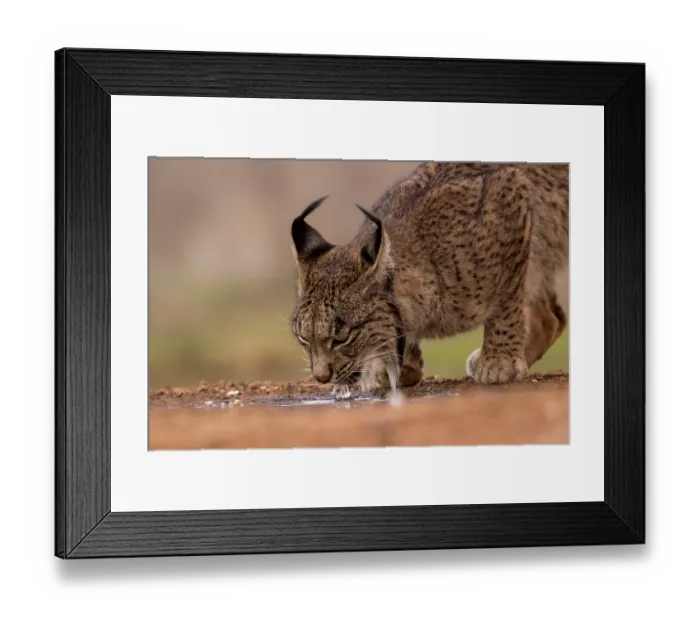 Framed Print : Iberian lynx (Lynx pardinus) drinking at dusk, Castilla La Mancha, Spain. December Framed Print : Iberian lynx (Lynx pardinus) drinking at dusk, Castilla La Mancha, Spain. December