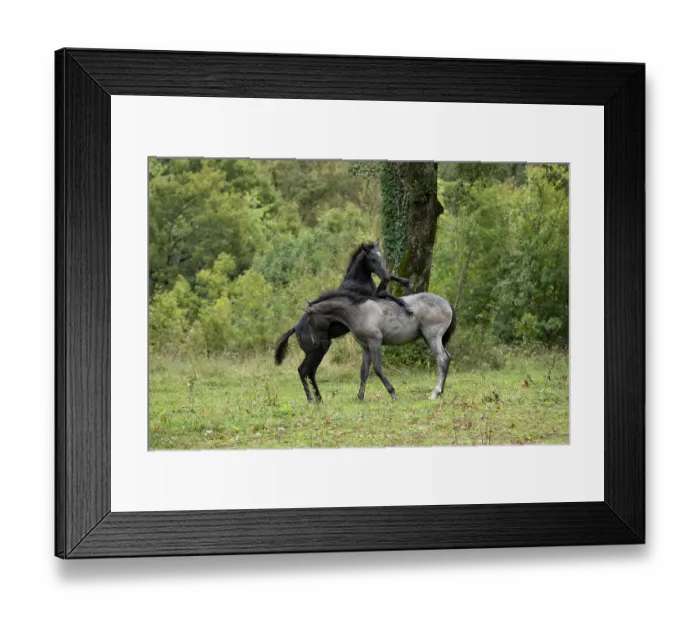 Framed Print : Two Lipizzan foals play fighting in the rain, Lipica Stud farm, UNESCO World Heritage Site, Karst Region, Slovenia. October Framed Print : Two Lipizzan foals play fighting in the rain, Lipica Stud farm, UNESCO World Heritage Site, Karst Region, Slovenia. October