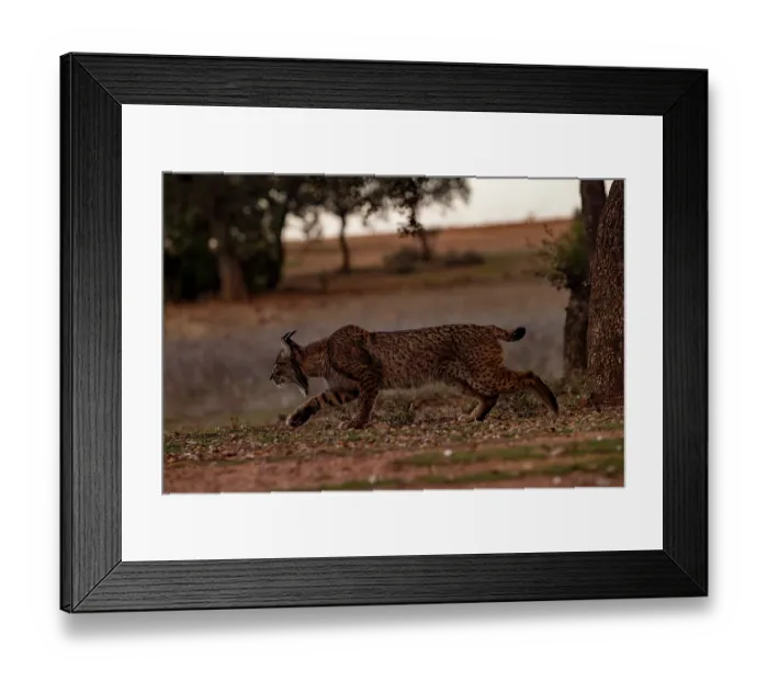 Framed Print : Iberian lynx (Lynx pardinus) female, aged four years, hunting at dusk, Castilla La Mancha, Spain. December Framed Print : Iberian lynx (Lynx pardinus) female, aged four years, hunting at dusk, Castilla La Mancha, Spain. December