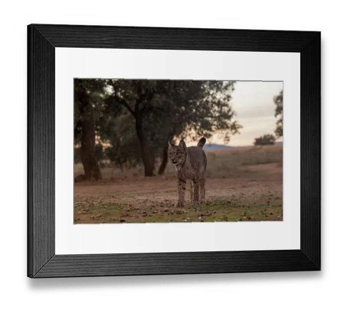 Framed Print : Iberian lynx (Lynx pardinus) female, aged four years, at dusk, Castilla La Mancha, Spain. December Framed Print : Iberian lynx (Lynx pardinus) female, aged four years, at dusk, Castilla La Mancha, Spain. December