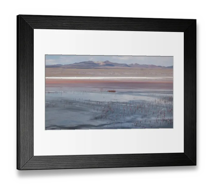 Framed Print : Andean flamingos (Phoenicoparrus andinus) huge flock congregating at Laguna Colorada, Eduardo Avaroa Andean Fauna National Reserve, Bolivia Framed Print : Andean flamingos (Phoenicoparrus andinus) huge flock congregating at Laguna Colorada, Eduardo Avaroa Andean Fauna National Reserve, Bolivia