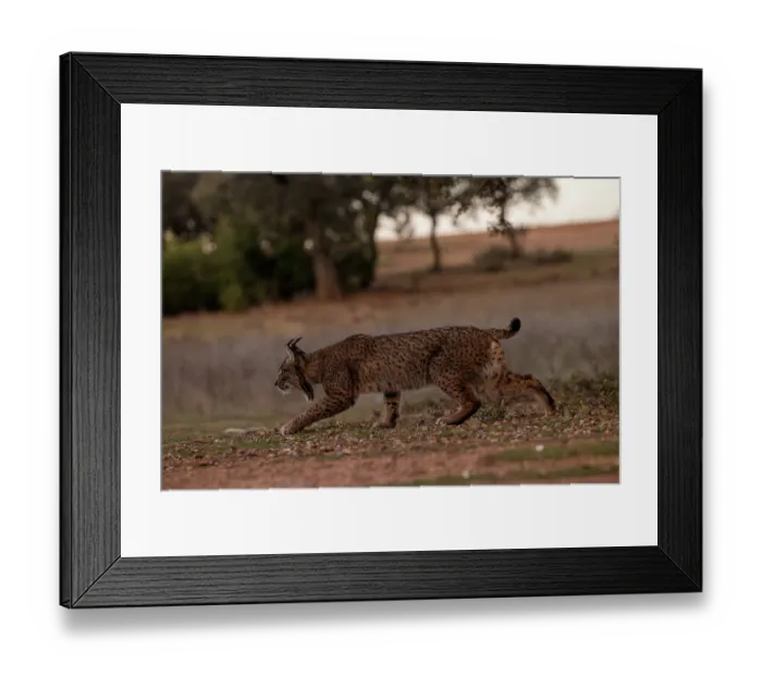 Framed Print : Iberian lynx (Lynx pardinus) female, aged four years, hunting at dusk, Castilla La Mancha, Spain. December Framed Print : Iberian lynx (Lynx pardinus) female, aged four years, hunting at dusk, Castilla La Mancha, Spain. December