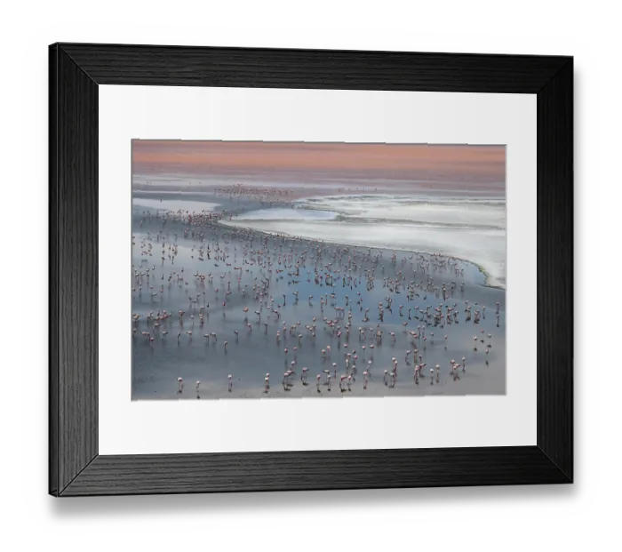 Framed Print : Andean flamingos (Phoenicoparrus andinus) huge flock congregating at Laguna Colorada, Eduardo Avaroa Andean Fauna National Reserve, Bolivia Framed Print : Andean flamingos (Phoenicoparrus andinus) huge flock congregating at Laguna Colorada, Eduardo Avaroa Andean Fauna National Reserve, Bolivia