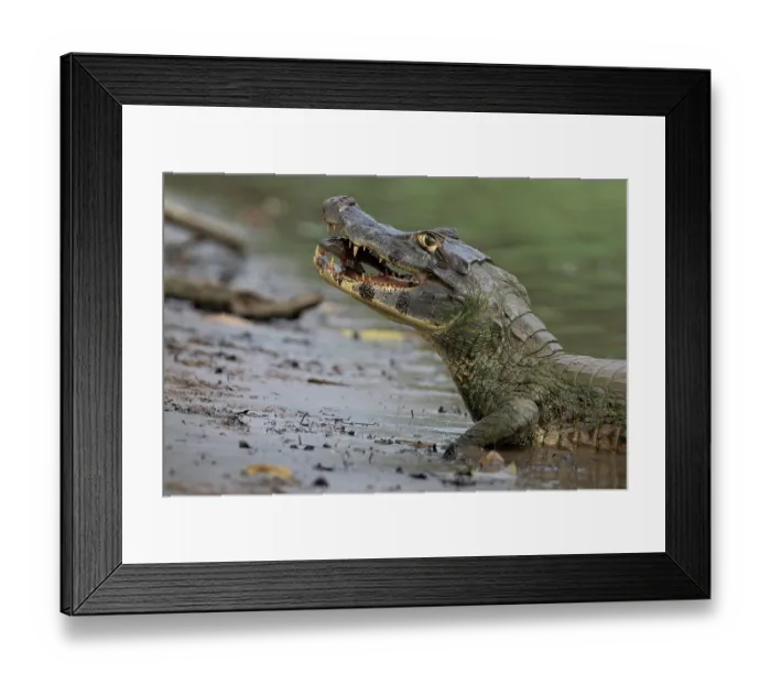 Framed Print : Spectacled caiman (Caiman crocodilus) at water's edge with fish prey in mouth, Rio Yacuma, El Beni, Bolivia Framed Print : Spectacled caiman (Caiman crocodilus) at water's edge with fish prey in mouth, Rio Yacuma, El Beni, Bolivia