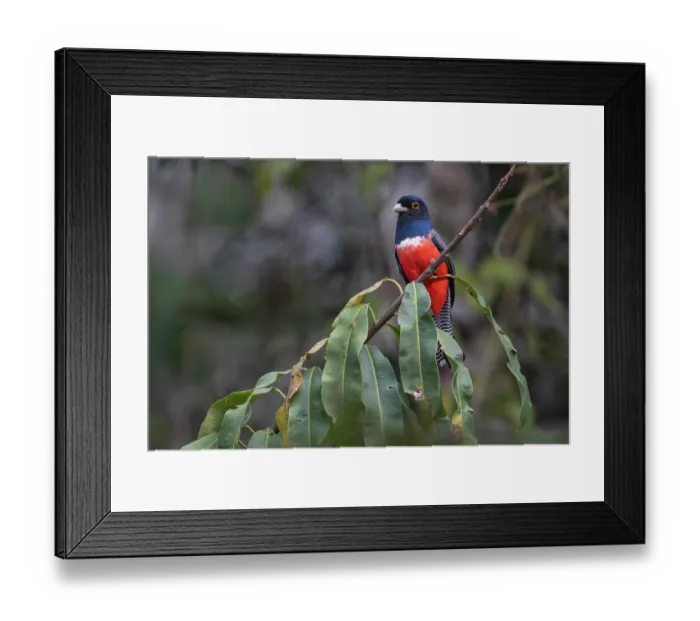 Framed Print : Blue-crowned trogon (Trogon curucui) perched on branch, Yungas, Bolivia
