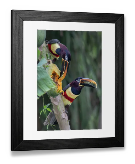 Framed Print : Two Chestnut-eared aracaris (Pteroglossus castanotis) feeding on papaya in a papaya plantation, Aguaisal, El Beni, Bolivia Framed Print : Two Chestnut-eared aracaris (Pteroglossus castanotis) feeding on papaya in a papaya plantation, Aguaisal, El Beni, Bolivia