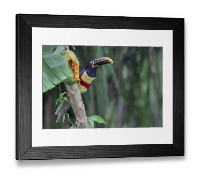 Framed Print : Chestnut-eared aracari (Pteroglossus castanotis) feeding on papaya in a papaya plantation, Aguaisal, El Beni, Bolivia Framed Print : Chestnut-eared aracari (Pteroglossus castanotis) feeding on papaya in a papaya plantation, Aguaisal, El Beni, Bolivia
