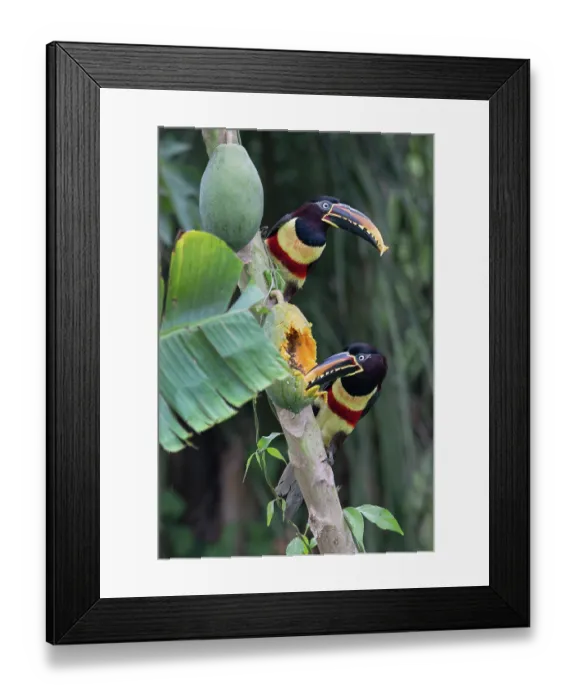Framed Print : Two Chestnut-eared aracaris (Pteroglossus castanotis) feeding on papaya in a papaya plantation, Aguaisal, El Beni, Bolivia Framed Print : Two Chestnut-eared aracaris (Pteroglossus castanotis) feeding on papaya in a papaya plantation, Aguaisal, El Beni, Bolivia