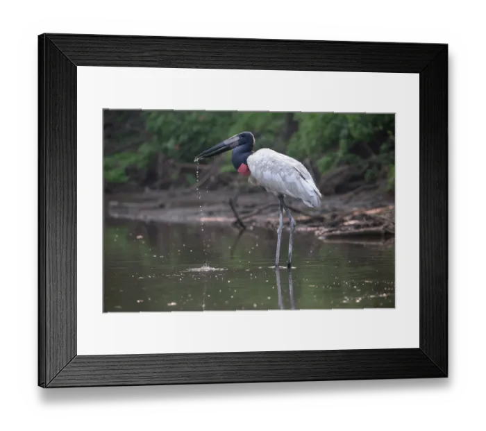 Framed Print : Jabiru (Jabiru mycteria) standing in shallow water, Pampas del Yacuma, El Beni, Bolivia Framed Print : Jabiru (Jabiru mycteria) standing in shallow water, Pampas del Yacuma, El Beni, Bolivia