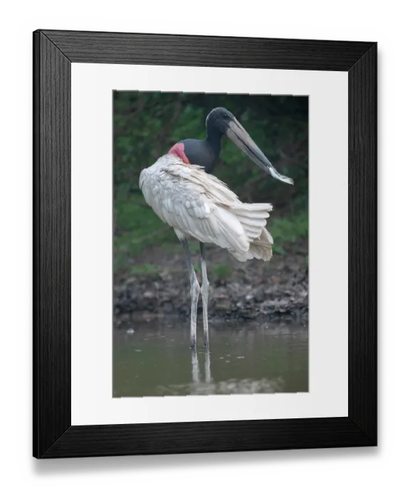 Framed Print : Jabiru (Jabiru mycteria) standing in shallow water, Pampas del Yacuma, El Beni, Bolivia Framed Print : Jabiru (Jabiru mycteria) standing in shallow water, Pampas del Yacuma, El Beni, Bolivia