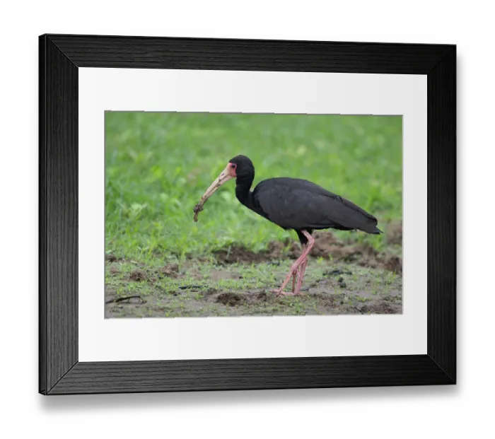 Framed Print : Bare-faced ibis (Phimosus infuscatus) portrait, Pampas del Yacuma, El Beni, Bolivia Framed Print : Bare-faced ibis (Phimosus infuscatus) portrait, Pampas del Yacuma, El Beni, Bolivia