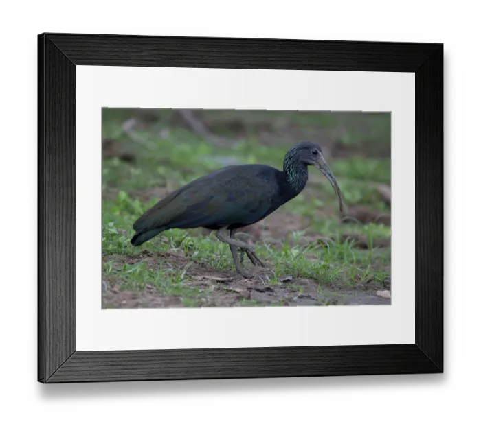 Framed Print : Green ibis (Mesembrinibis cayennensis) portrait, Pampas del Yacuma, El Beni, Bolivia Framed Print : Green ibis (Mesembrinibis cayennensis) portrait, Pampas del Yacuma, El Beni, Bolivia