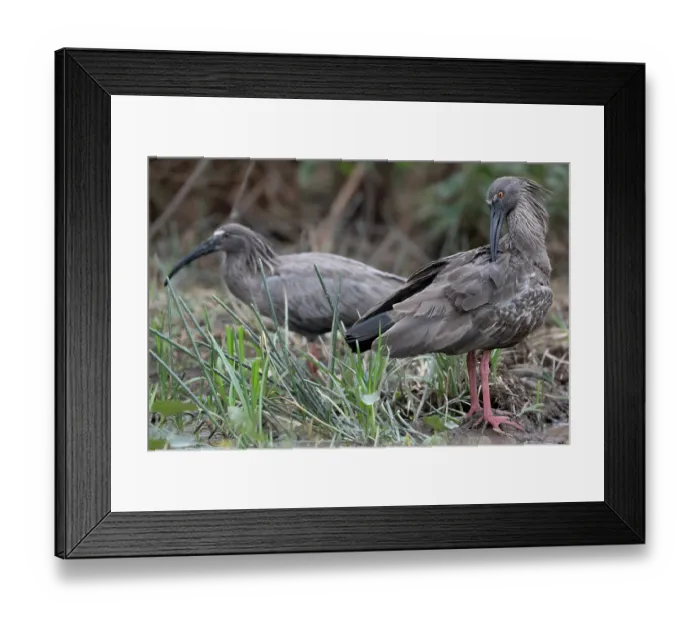 Framed Print : Two Plumbeus ibis (Theristicus caerulescens) one preening, Aguaisal, El Beni, Bolivia Framed Print : Two Plumbeus ibis (Theristicus caerulescens) one preening, Aguaisal, El Beni, Bolivia