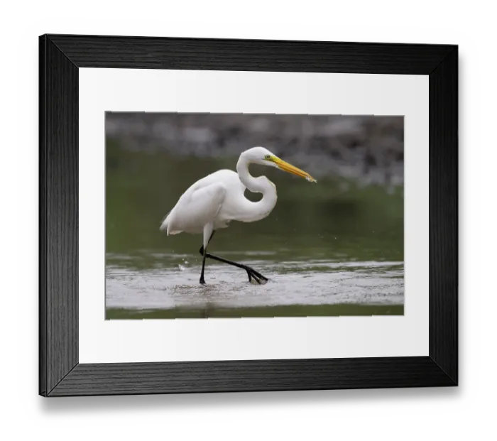Framed Print : Great egret (Egretta alba) wading through shallow water, Pampas del Yacuma, El Beni, Bolivia Framed Print : Great egret (Egretta alba) wading through shallow water, Pampas del Yacuma, El Beni, Bolivia