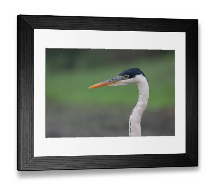Framed Print : Cocoi heron (Ardea cocoi) head portrait, Pampas del Yacuma, El Beni, Bolivia Framed Print : Cocoi heron (Ardea cocoi) head portrait, Pampas del Yacuma, El Beni, Bolivia