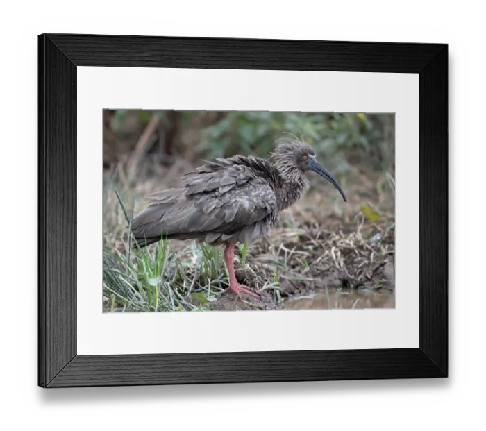 Framed Print : Plumbeus ibis (Theristicus caerulescens) portrait, Aguaisal, El Beni, Bolivia Framed Print : Plumbeus ibis (Theristicus caerulescens) portrait, Aguaisal, El Beni, Bolivia