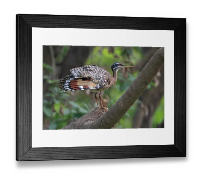 Framed Print : Sunbittern (Eurypyga helias) perched on branch, Pampas del Yacuma, El Beni, Bolivia Framed Print : Sunbittern (Eurypyga helias) perched on branch, Pampas del Yacuma, El Beni, Bolivia